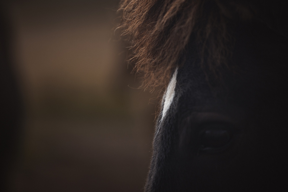 Website (47)